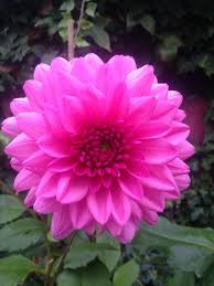 Pin By Michelle Dehart On Flowers Flowers Plants