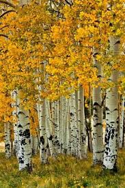 Birch Trees In Colorado Fall In An Aspen Grove I Miss Colorado Sometimes Tree Painting Autumn Trees Aspen Art