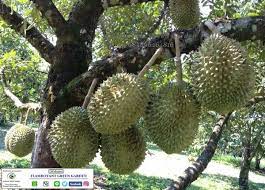 3 tahun durian duri hitam berbuah dengan perawatan yang intensif durian duri hitam bisa berbuah. Jual Bibit Durian Duri Hitam Super Unggul Cepat Berbuah Di Lapak Trans Garden Mall Bukalapak