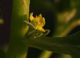 Image result for Tetragonia calycina