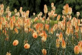 Image result for Kniphofia