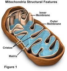 In cellular respiration, respiration takes place both in the cytoplasm as well as in the mitochondria. Molecular Expressions Cell Biology Mitochondria