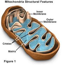Molecular Expressions Cell Biology Mitochondria
