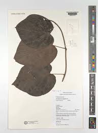 Image result for Triclisia