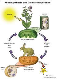 Check spelling or type a new query. Photosynthesis Respiration Photosynthesis Quizizz