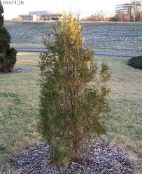 Image result for Cupressus funebris