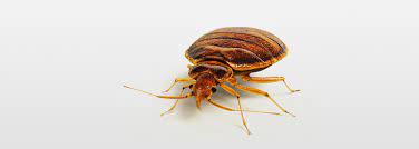 A lot of people see news stories about bedbugs becoming resistant to pesticides and if they're resistant to pesticides how are you going to get these bugs out of your house? Bed Bug Control B Discreet Pest Control Discreet Pest Control London Commercial Pest Control Services Rodent Exterminator
