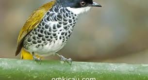 Cara membedakan burung pijantung jantan dan betina dengan cara yang sederhana burung pijantung memiliki suara yang mirip. Suara Burung Cucak Lain Om Kicau