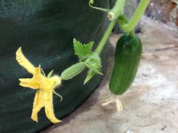 Image result for female flowers cucumber