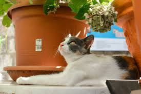 We did not find results for: Cats Of Dubrovnik Croatia Cat Photo Safari