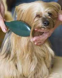 Matted Dog Ten Tips For Removing Mats From Your Dog S Coat Dog Grooming Tips Long Haired Dogs Matted Dog Hair