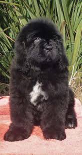 Newfoundland mix puppies for sale. Newfoundland Puppies Homepage