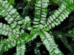 Image result for Adiantum hispidulum