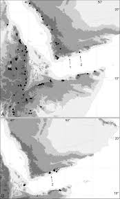 Image result for Indigastrum costatum