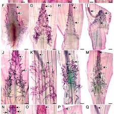 Image result for Lepistemon owariensis