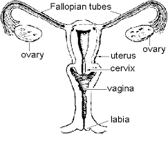 The female reproductive system involves organs such as the uterus (womb), ovaries, fallopian the female reproductive system is involved in sexual activity and fertility, and includes organs such as healthdirect australia is not responsible for the content and advertising on the external website you. Women S Health Matters The Female Body
