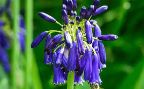 Image result for Agapanthus inapertus