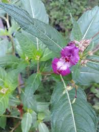 Image result for Impatiens psychadelphoides