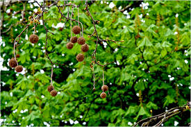 Do you know why we all carry around these spiked balls? Spiky Balls Plant Nature Photos Tomek S Photoblog