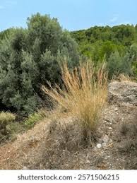 Image result for Hyparrhenia quarrei