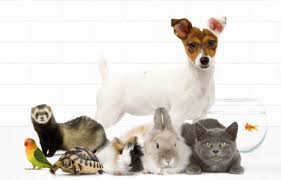 Check spelling or type a new query. Les Salons D Exposition Sur Le Theme Des Animaux En France