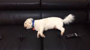 Dog Wagging Tail In Sleep Youtube