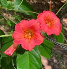 Image result for Stictocardia