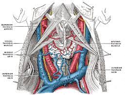 Both sets are provided with valves, which are more the subclavian vein occasionally rises in the neck to a level with the third part of the subclavian artery, and occasionally passes with this vessel behind the. Internal Jugular Vein Wikipedia