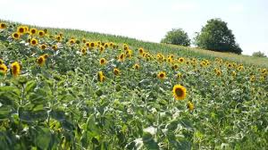 Скачать минус песни «maria me ta kitrina» 128kbps. M Am Saturat Sa Plec Capul Ionut Ionut Calin Oficial