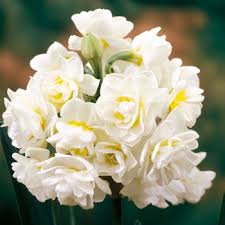 Erlicheer Daffodil Imagens De Flores Lindas Imagens De Flores Flores Brancas