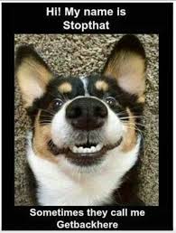 40 Puns And Dad Jokes That Ll Get Your Eyes Rolling Funny Cute Memes Cute Funny Animals Puppy Meme