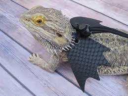 Baby Black Bearded Dragon For Sale Leather Lizard Harnessstark Black Dragon With Wings Etsy Baby Bearded Dragon Bearded Dragon Bearded Dragon Cute