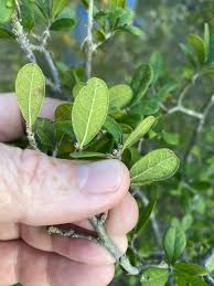 Image result for Diospyros batocana