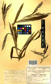 Image result for Macledium sessiliflorum