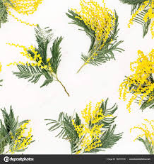 Image result for Mimosa scabrella