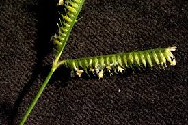 Image result for Dactyloctenium australe