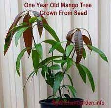 Seedling mango trees grow much bigger and stronger than the nursery trees and have an indestructible root system. Step By Step Details On How To Grow A Mango Tree From Seed In A Pot Are Given To Get Fruits Faster In Just Mango Tree From Seed Growing Fruit Trees Mango