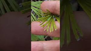 Image result for Actiniopteris radiata