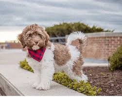 As a result of the mini labradoodle's hybrid nature, their coat is inconsistent and grooming will depend on the type of coat it has. Best Labradoodle Breeders In Maryland 2021 We Love Doodles