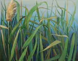 Image result for Aristolochia triactina