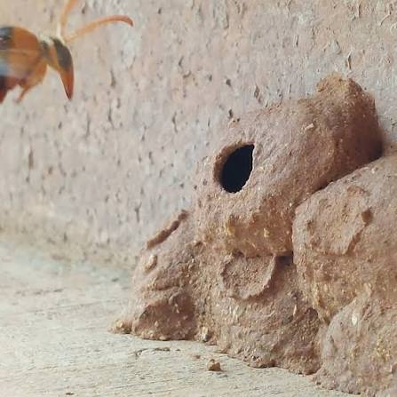 At the Museum, we're lucky to share our home with some incredible local wildlife! 🌿 After recent rain and flooding a few mud wasps have been busy building nests in areas you