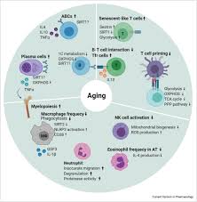 Rancangan pengajaran harian merupakan rekod atau pelaporan yang mesti disediakan rph 2019 kssr tahun 6 teknologi maklumat dan komunikasi. Intersection Of Immunometabolism And Immunosenescence During Aging Sciencedirect