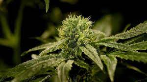 Marijuanaodlingar Hittade I Skogen P4 Vastmanland Sveriges Radio