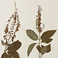 Image result for Orthosiphon schimperi