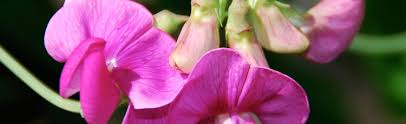 Did you scroll all this way to get facts about sweet pea vines? Transplanting Perennial Sweet Pea Vine Melinda Myers