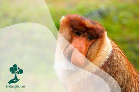 Menjadi salah satu monyet dari beberapa monyet yang terbesar dari asia, bekantan jantan berukuran lebih besar dari betina. Kenali Bekantan Si Hidung Panjang Dari Kalimantan Wanaswara