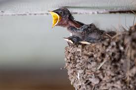 Baby Birds Out Of The Nest