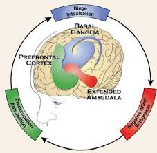 Understanding The Neuroscience Of Addiction What It Means