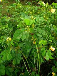 Image result for Senna tora