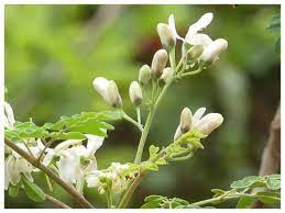 Pakoda or pakora is derived from sanskrit word pakvavata where pakva means cooked and vata means a small lump. 5 Flowers That Can Be Made Into Delicious Pakoras